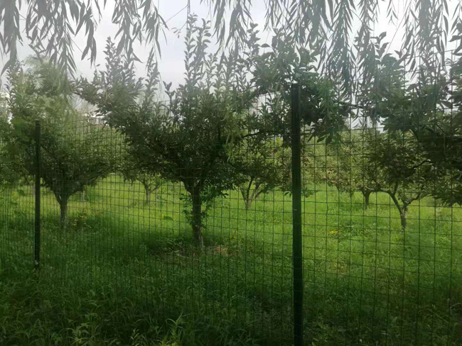 荷兰网用作果园种植围栏网